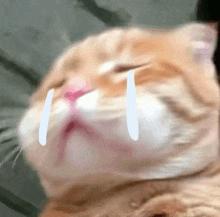 Gato llorando